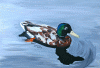 mallard-duck2