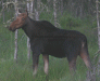 white-eyed-cow-moose